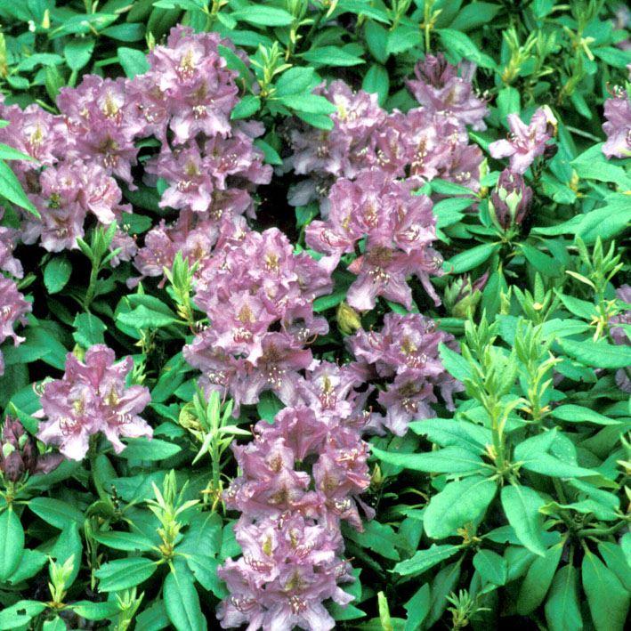 Alpenrose  'Lee's Dark Purple'