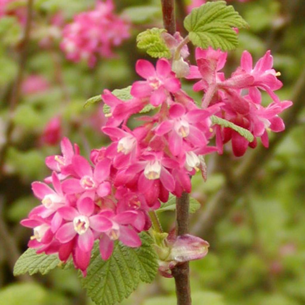  'King Edward VII'
