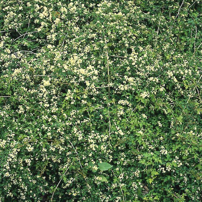 Stephanandra incisa 'Crispa'