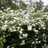Viburnum plicatum 'Rotundifolium'