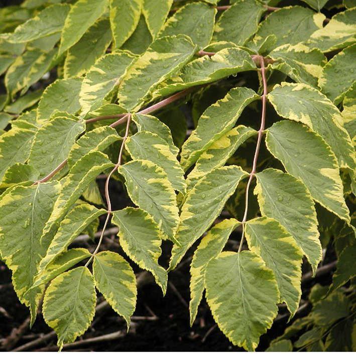 Aralia elata 'Aureovariegata'