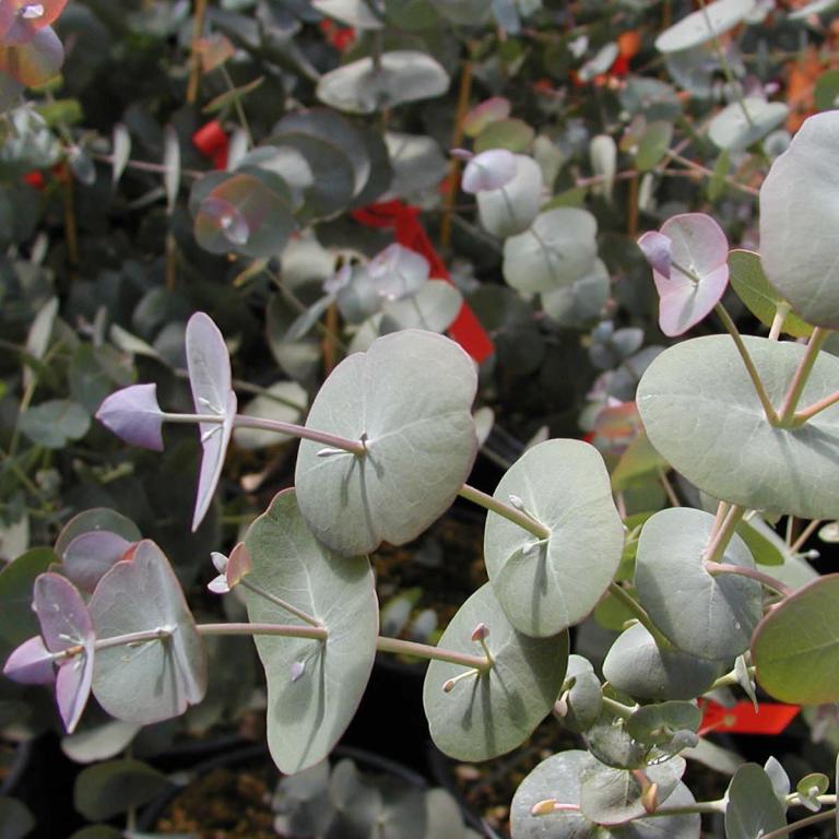 Eucalyptus