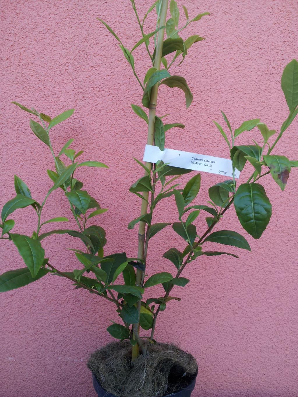 Camellia sinensis