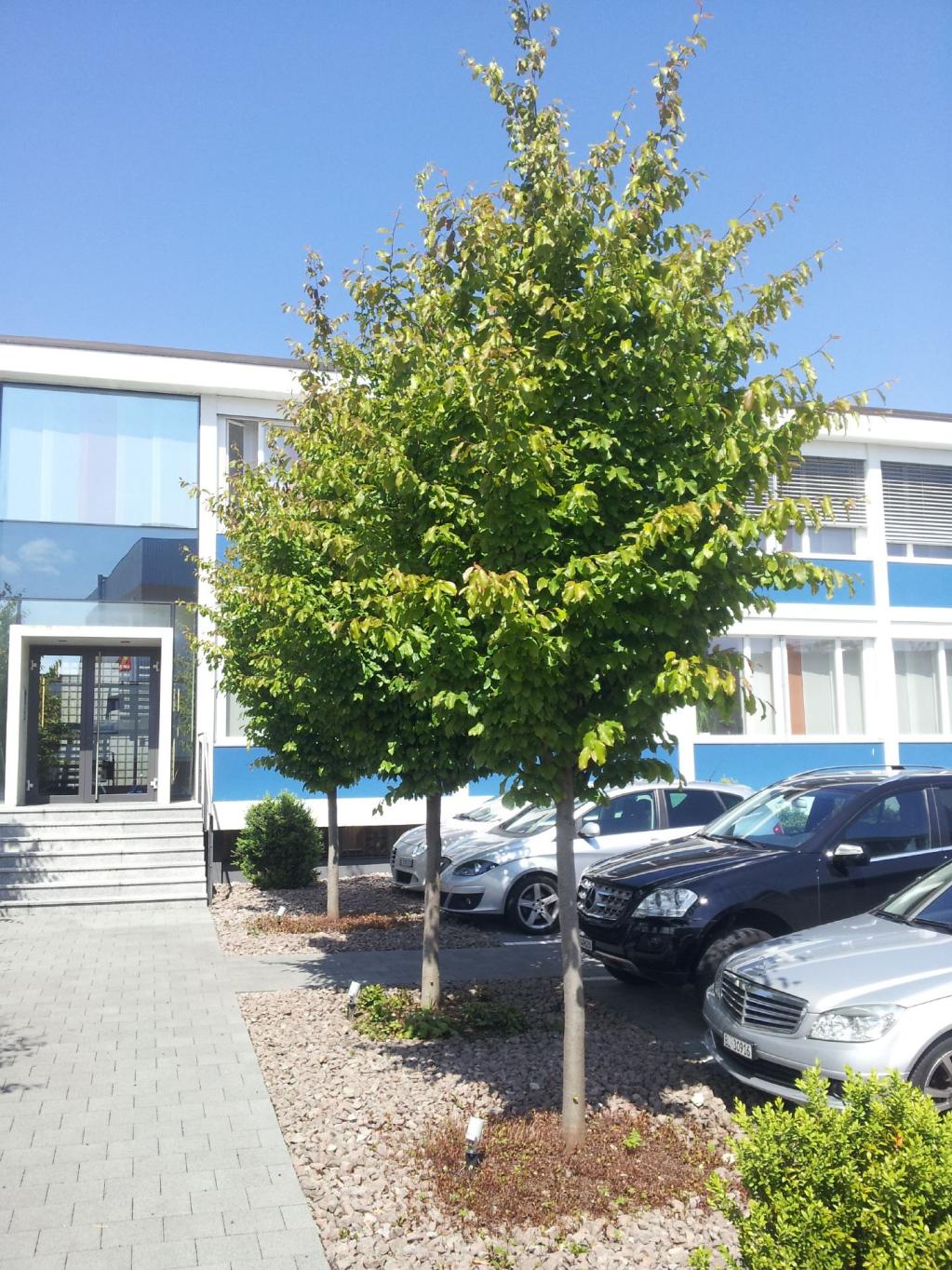 Parrotia persica