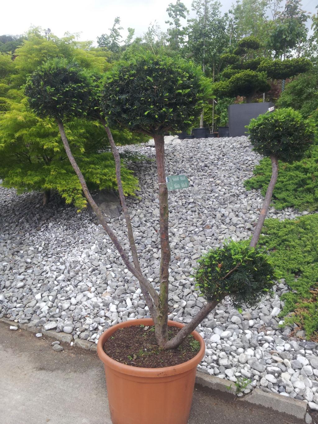 Exklusive Taxus Eibe Gartenbonsai 