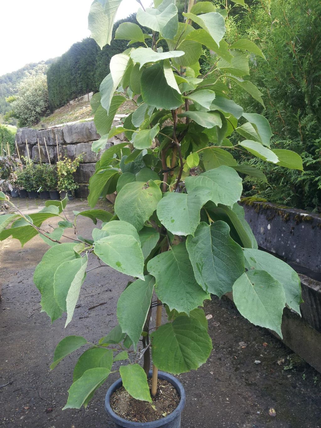 Storaxbaum