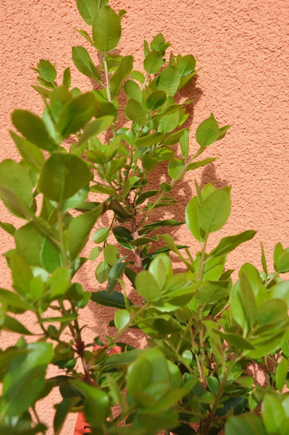 Arbutus unedo 