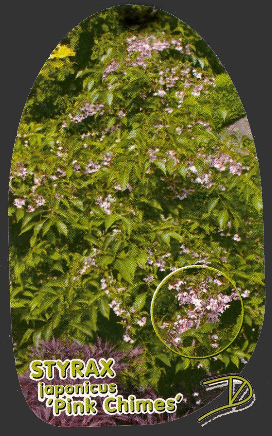 Jap.Storaxbaum