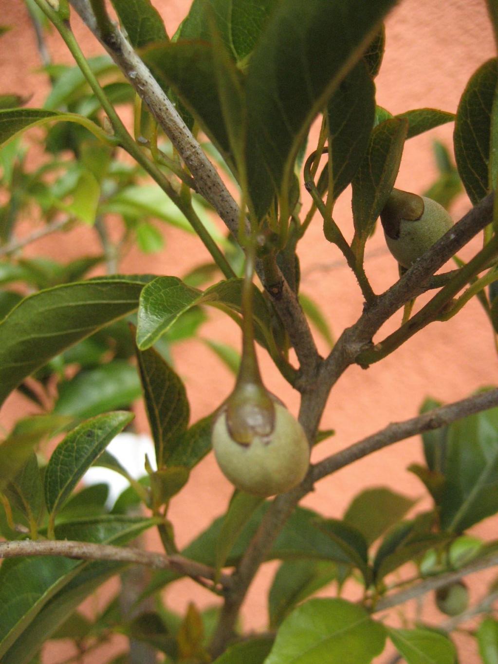Storaxbaum