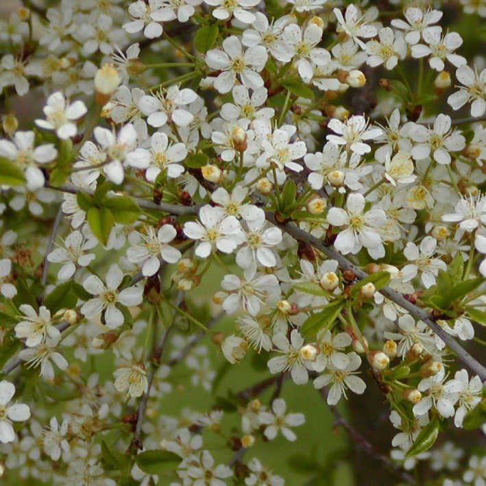 Prunus fruticosa