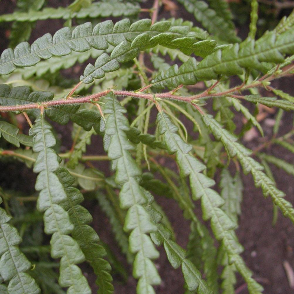 Comptonia peregrina
