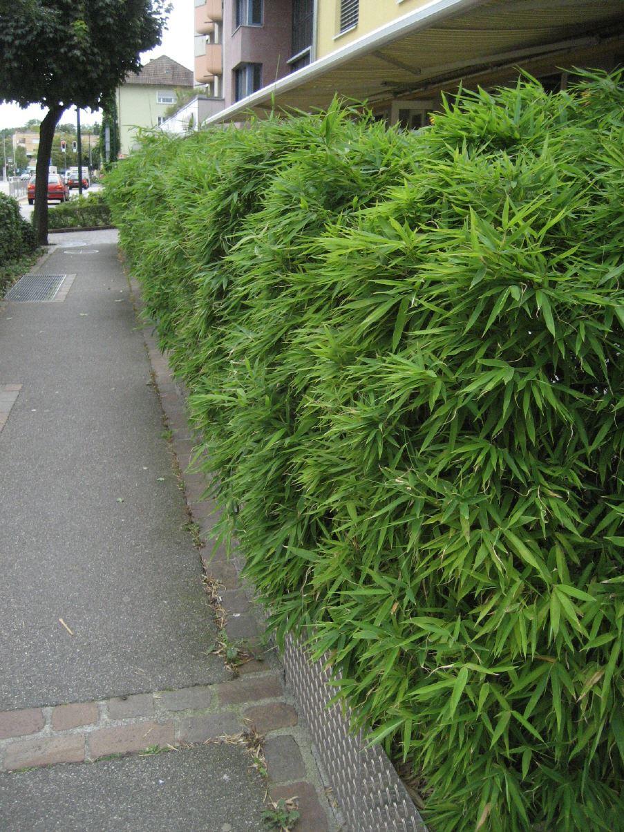 Fargesia robusta 'Campbell' / Hoher Heckenbambus