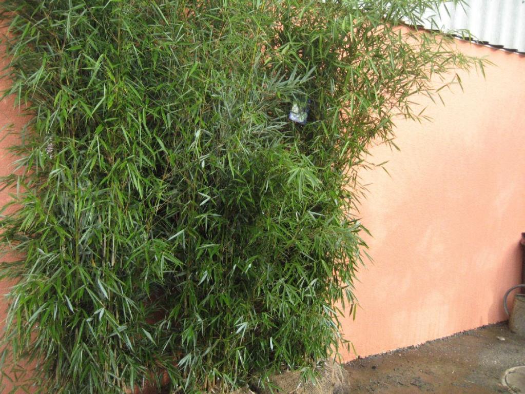 Fargesia robusta 'Campbell'  200/225cm hoch