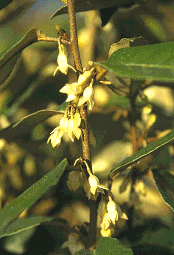 Eleagnus