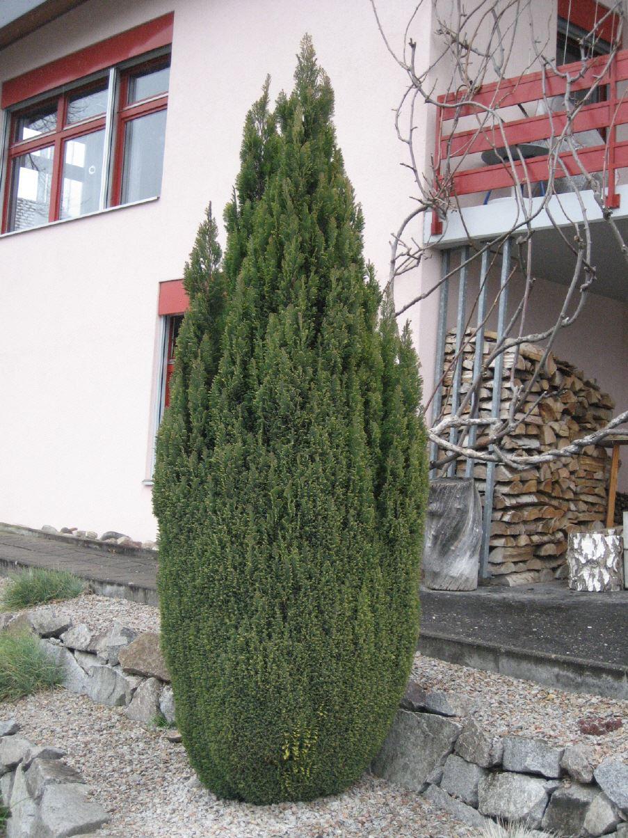 Blaue Kegelzypresse