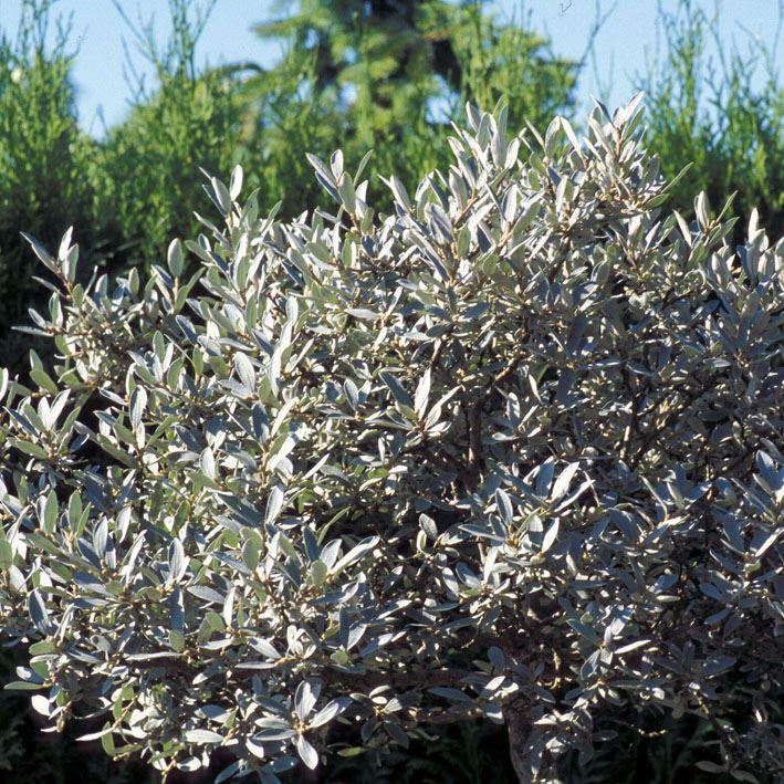 Salix helvetica