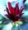Calycanthus floridus