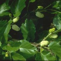 Morus alba