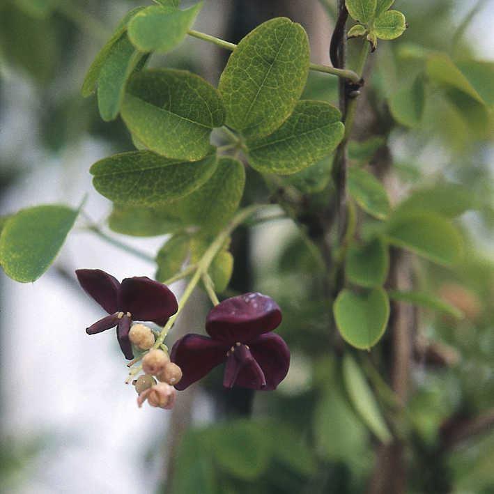 Akebia quinata