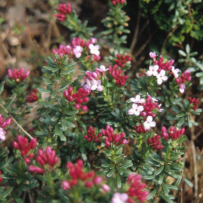 Daphne cneorum