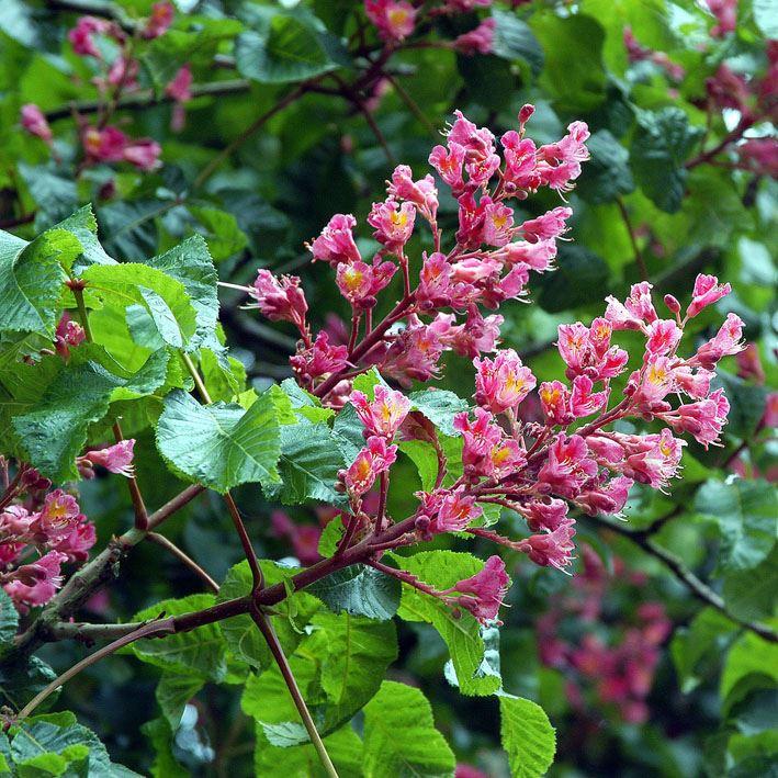 Aesculus carnea 'Briotii'