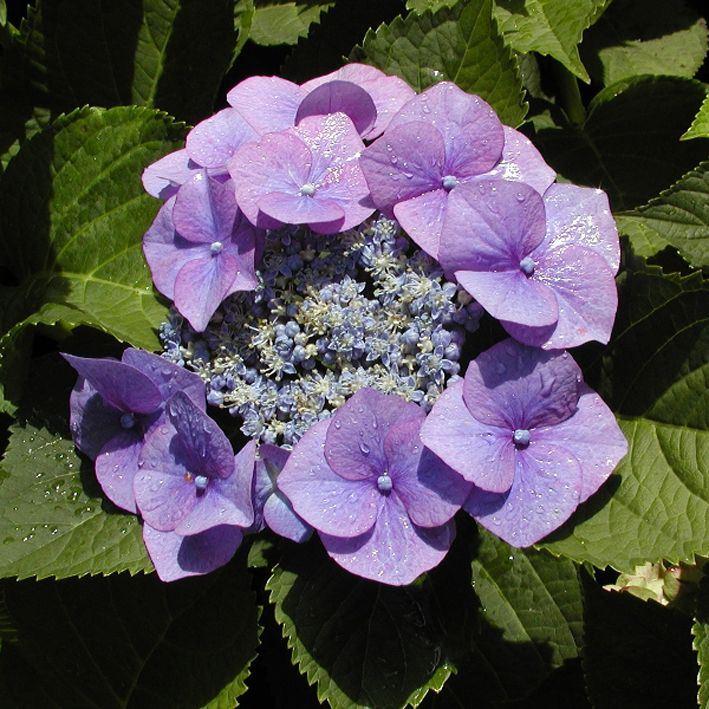 'Rotkehlchen'