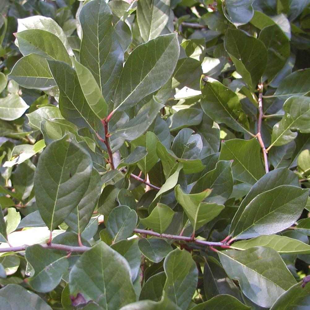 Nyssa sylvatica