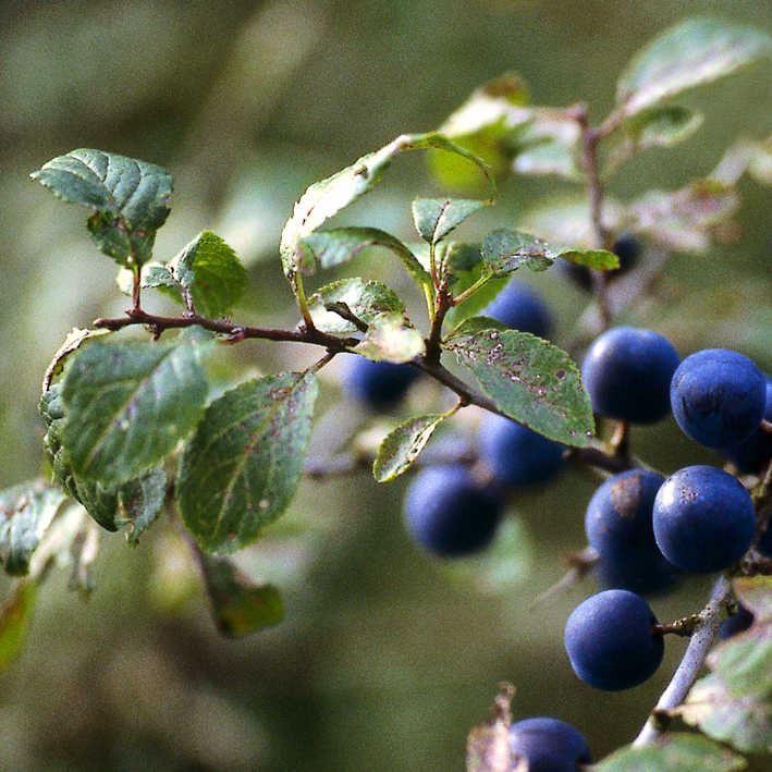 Prunus spinosa