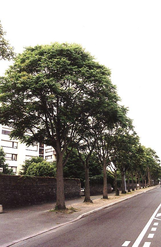Götterbaum