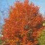 Betula pendula