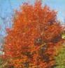Betula pendula