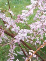 Heidetamariske