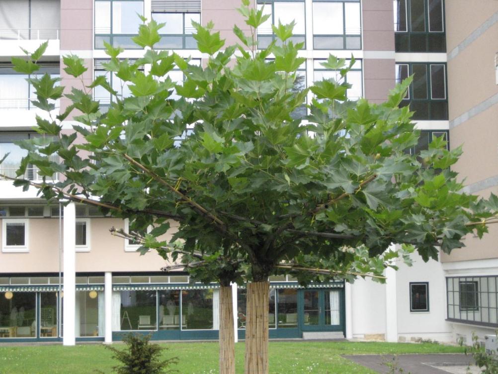 Schirmplatane