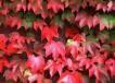 Parthenocissus tricuspidata 'Green Spring'