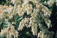 Pieris japonica 